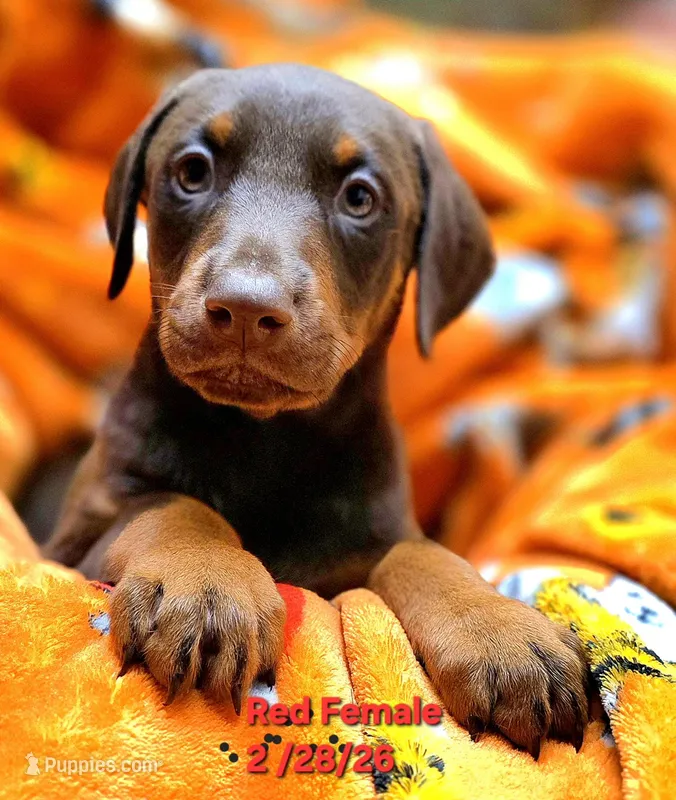 Nala , a male Doberman Pinscher for sale in Myakka City, FL – Photo 1 of 1