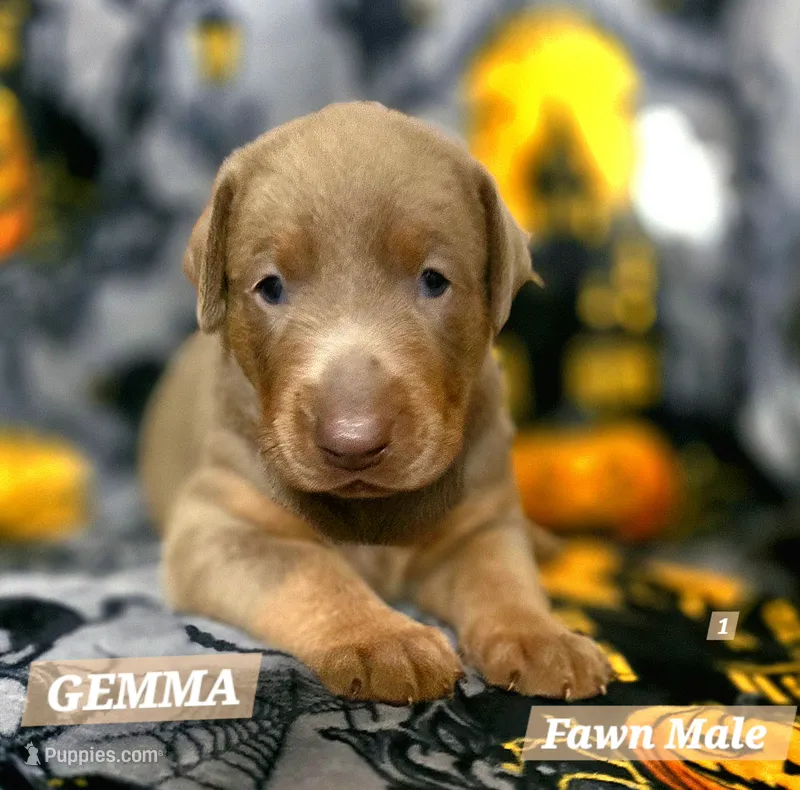 GEMMA  – Doberman Pinscher puppy for sale in Myakka City, FL
