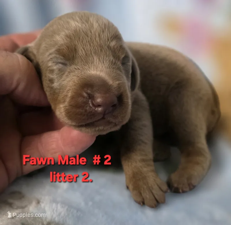 KYLO – Doberman Pinscher puppy for sale in Myakka City, FL