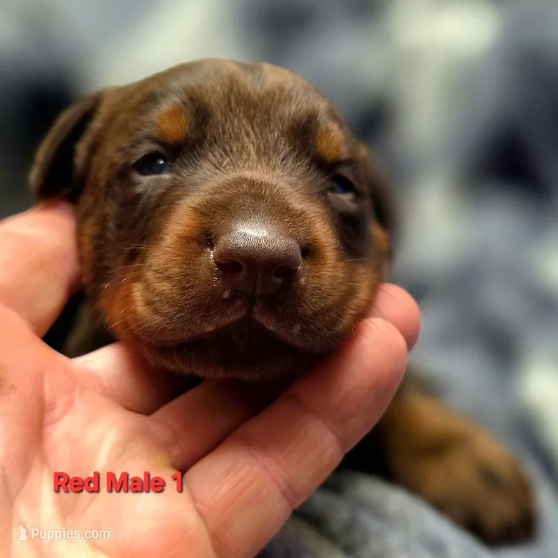 Zeke – Doberman Pinscher puppy for sale in Myakka City, FL