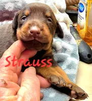 FANG, a male Doberman Pinscher for sale in Myakka City, FL – Photo 1 of 2