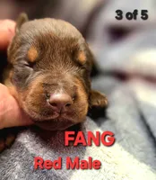 FANG, a male Doberman Pinscher for sale in Myakka City, FL – Photo 2 of 2