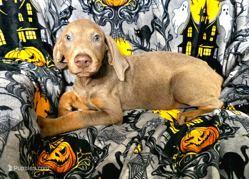 Hades – Doberman Pinscher puppy for sale in Myakka City, FL