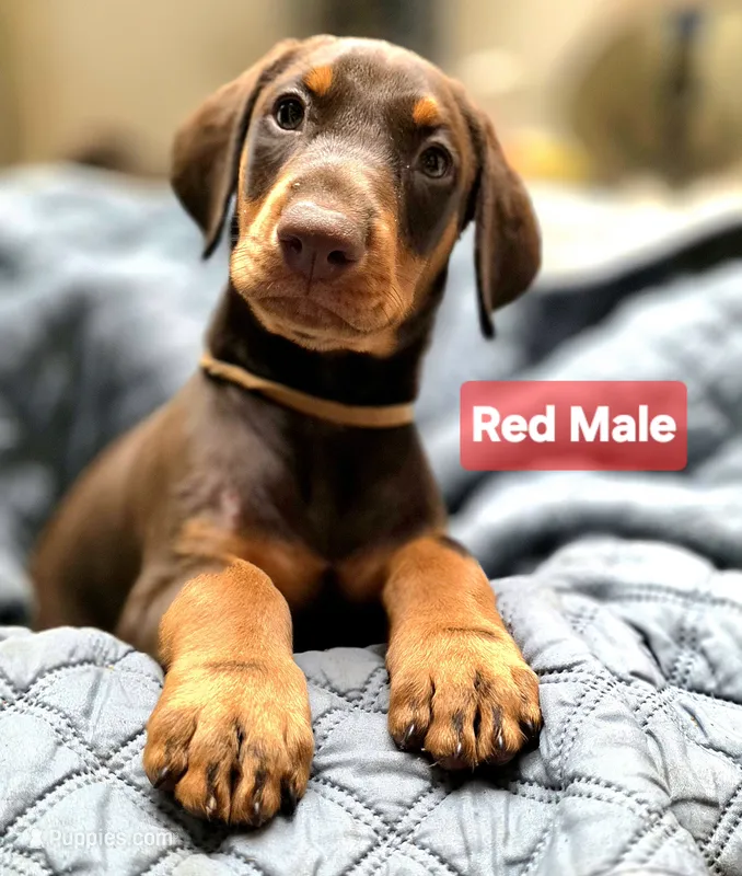 Rusty  – Doberman Pinscher puppy for sale in Myakka City, FL