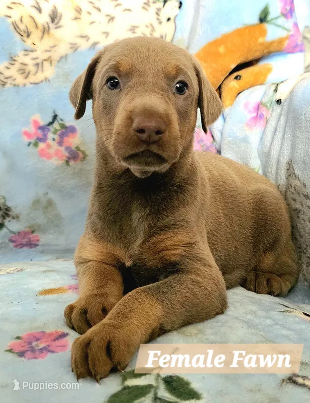 Onyx – Doberman Pinscher puppy for sale in Myakka City, FL