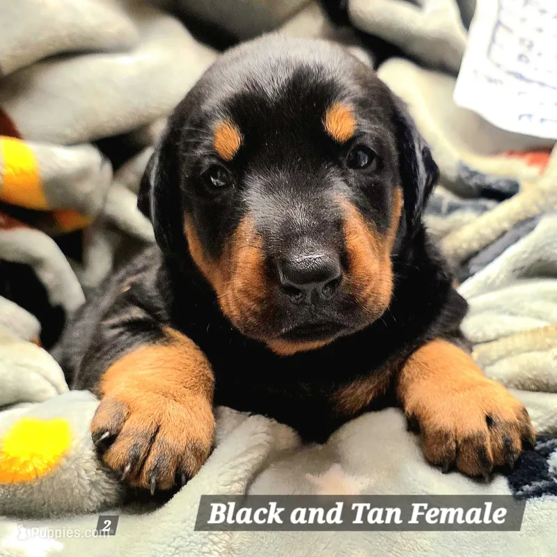 NYX  – Doberman Pinscher puppy for sale in Myakka City, FL