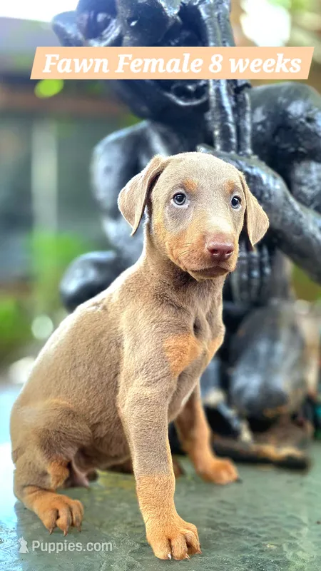 Onyx – Doberman Pinscher puppy for sale in Myakka City, FL
