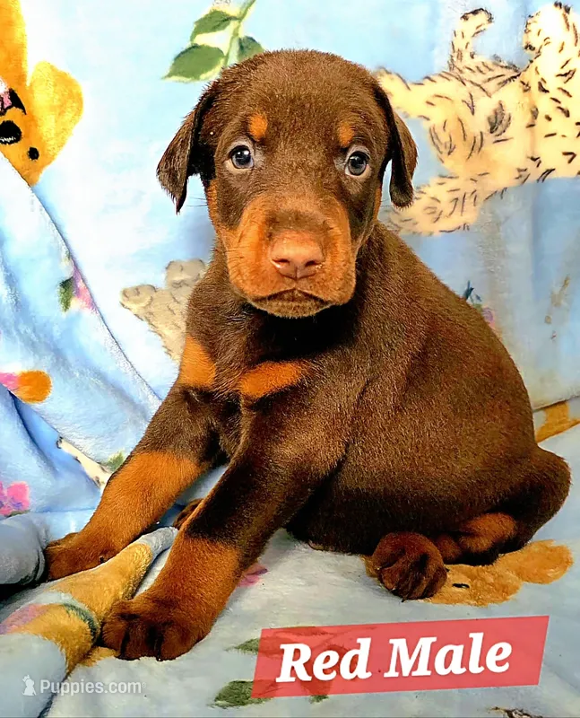 TITO – Doberman Pinscher puppy for sale in Myakka City, FL