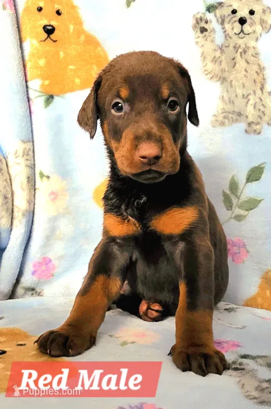 Ario – Doberman Pinscher puppy for sale in Myakka City, FL