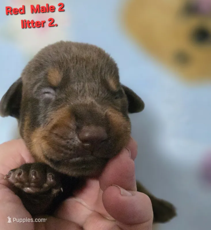 Ario – Doberman Pinscher puppy for sale in Myakka City, FL