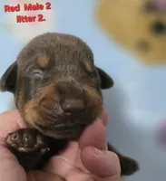 Ario, a male Doberman Pinscher for sale in Myakka City, FL – 1 of 1