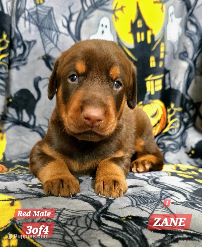 ZANE – Doberman Pinscher puppy for sale in Myakka City, FL