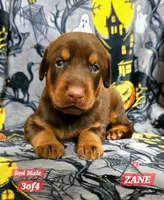 ZANE, a male Doberman Pinscher for sale in Myakka City, FL – 1 of 1