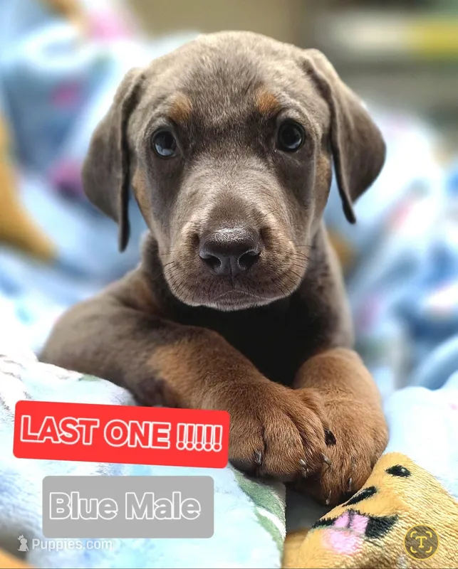 NIMBUS STEEL – Doberman Pinscher puppy for sale in Myakka City, FL