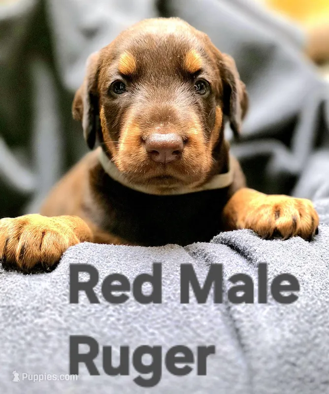 Ruger – Doberman Pinscher puppy for sale in Myakka City, FL