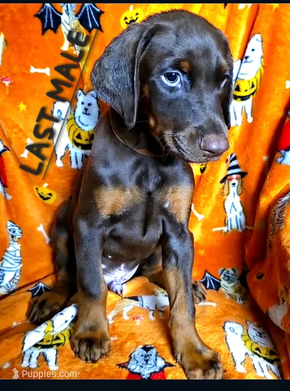 MAX – Doberman Pinscher puppy for sale in Myakka City, FL