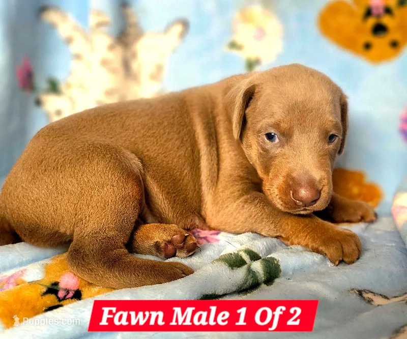 Hades – Doberman Pinscher puppy for sale in Myakka City, FL