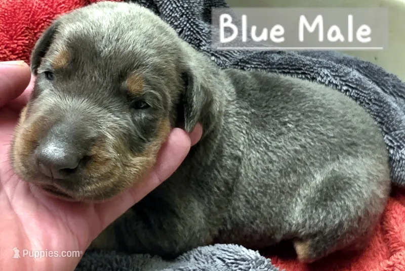 NIMBUS STEEL – Doberman Pinscher puppy for sale in Myakka City, FL