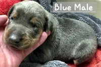NIMBUS STEEL, a male Doberman Pinscher for sale in Myakka City, FL – 1 of 1
