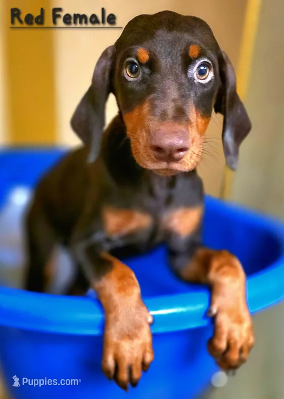 NOVA  – Doberman Pinscher puppy for sale in Myakka City, FL