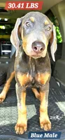 NIMBUS STEEL, a male Doberman Pinscher for sale in Myakka City, FL – 1 of 1