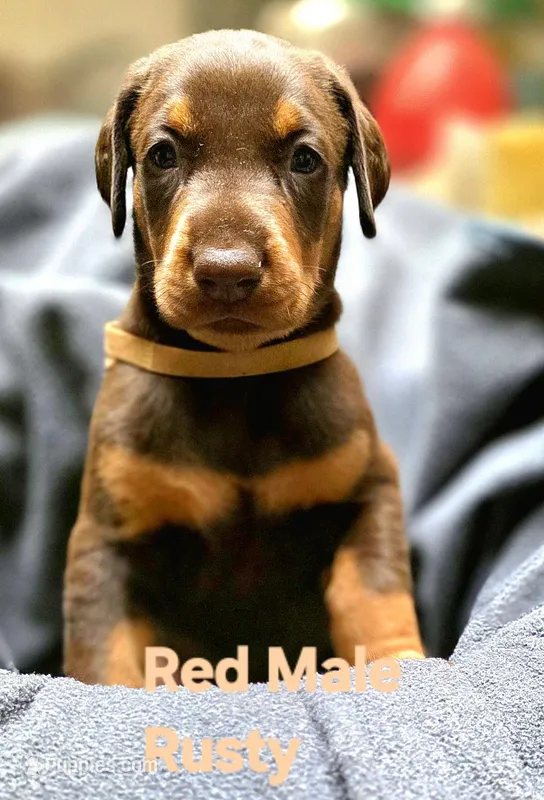 Rusty  – Doberman Pinscher puppy for sale in Myakka City, FL