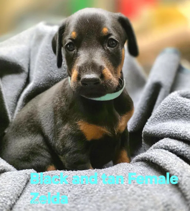 ZELDA – Doberman Pinscher puppy for sale in Myakka City, FL