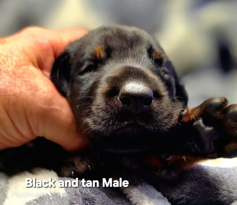 Shtark – Doberman Pinscher puppy for sale in Myakka City, FL