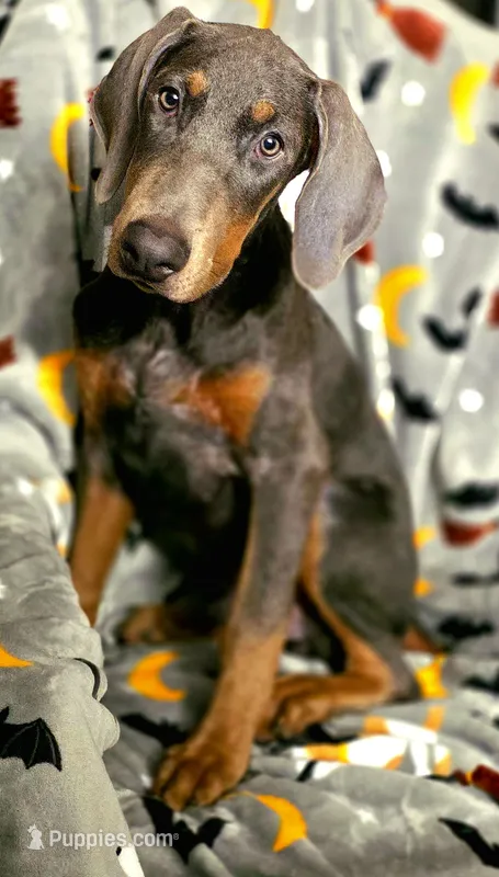 NIMBUS STEEL – Doberman Pinscher puppy for sale in Myakka City, FL