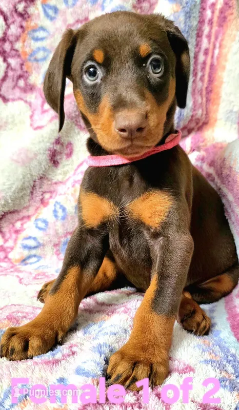 NOVA  – Doberman Pinscher puppy for sale in Myakka City, FL