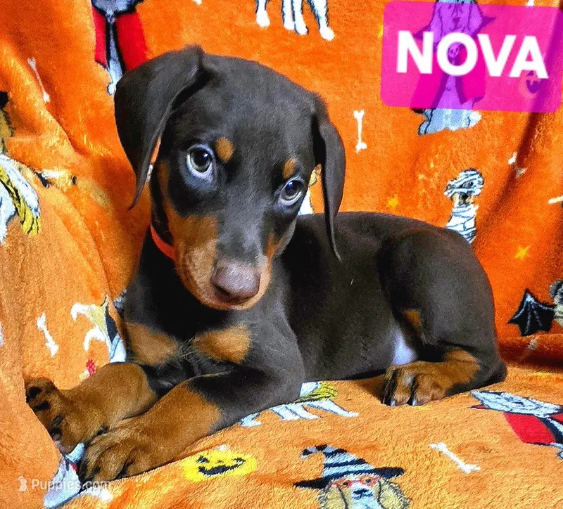 NOVA  – Doberman Pinscher puppy for sale in Myakka City, FL