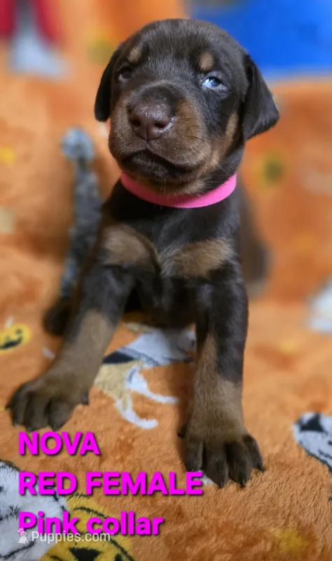 NOVA  – Doberman Pinscher puppy for sale in Myakka City, FL