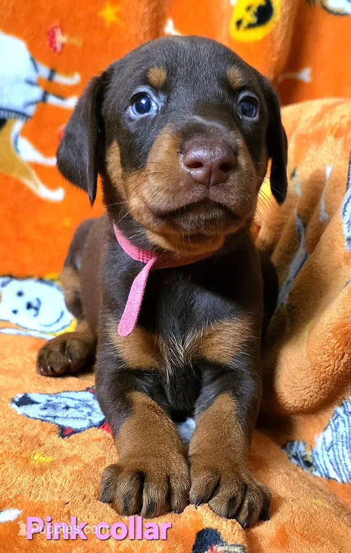 NOVA  – Doberman Pinscher puppy for sale in Myakka City, FL