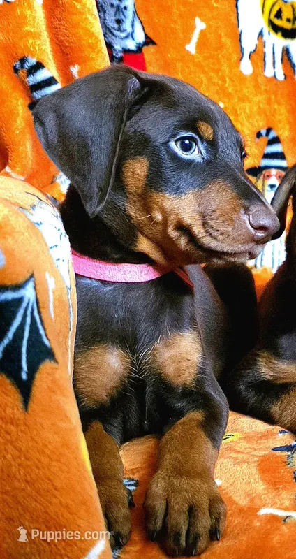 NOVA  – Doberman Pinscher puppy for sale in Myakka City, FL