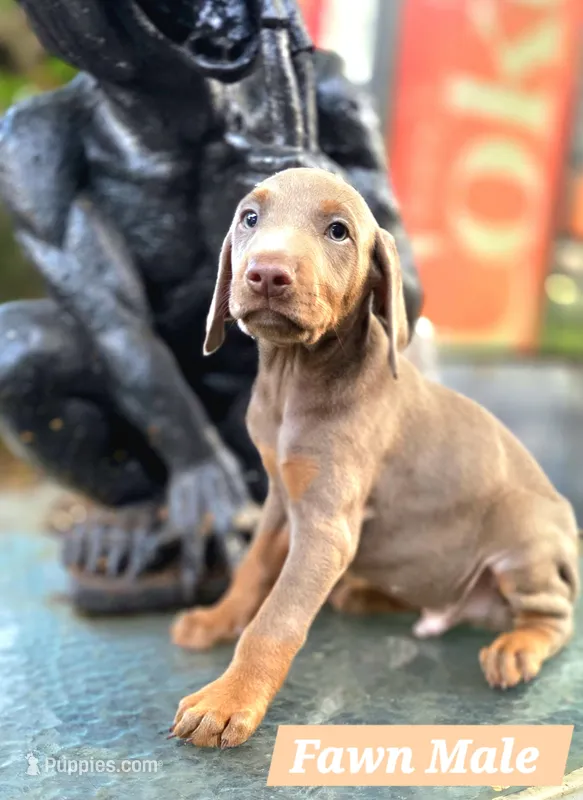 Hades – Doberman Pinscher puppy for sale in Myakka City, FL