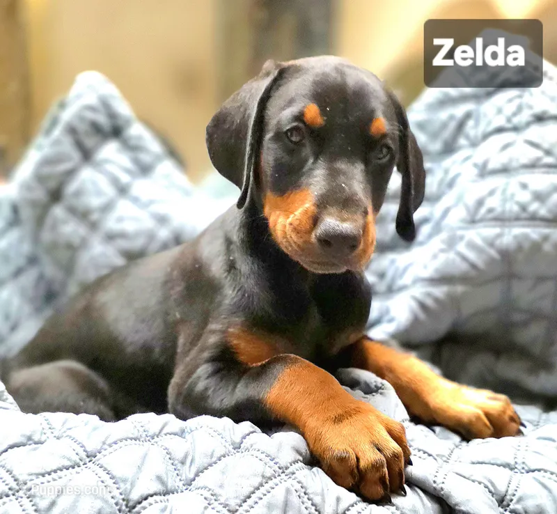 ZELDA – Doberman Pinscher puppy for sale in Myakka City, FL