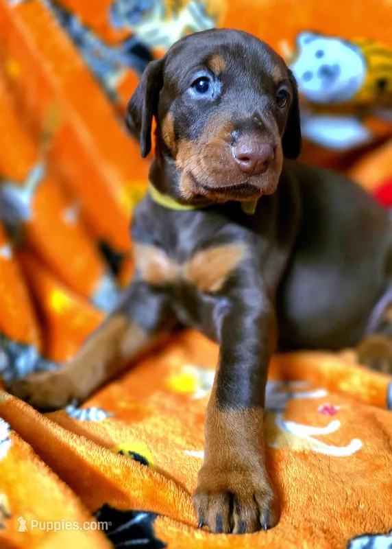 KORRA – Doberman Pinscher puppy for sale in Myakka City, FL