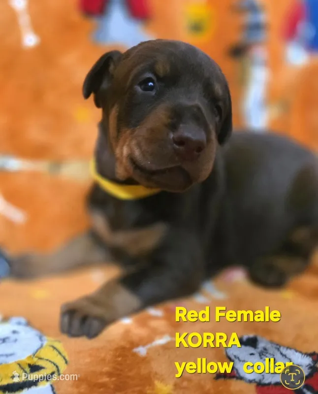 KORRA – Doberman Pinscher puppy for sale in Myakka City, FL