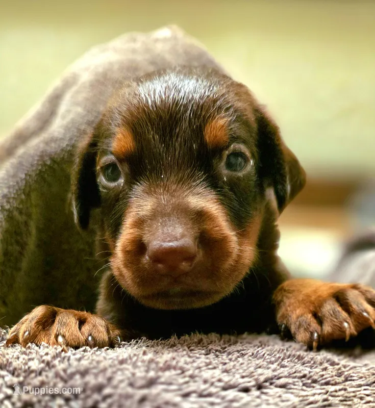 Kobe – Doberman Pinscher puppy on hold in Myakka City, FL