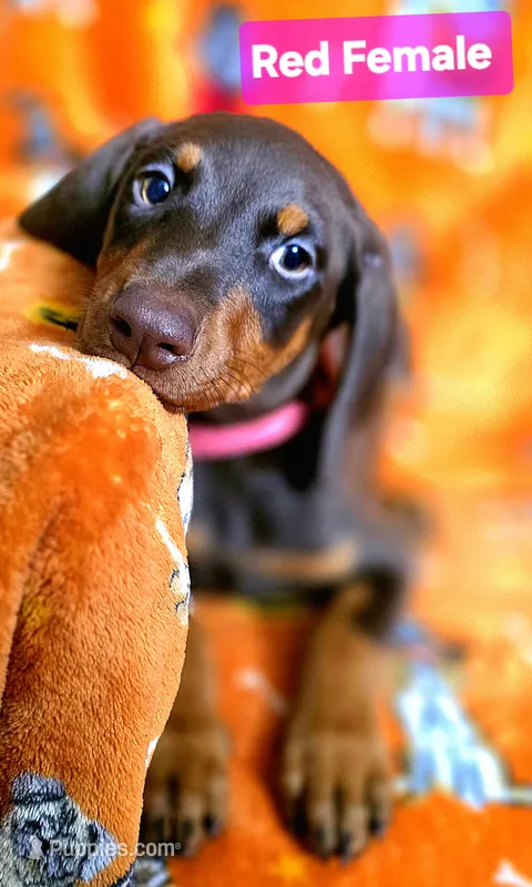 NOVA  – Doberman Pinscher puppy for sale in Myakka City, FL
