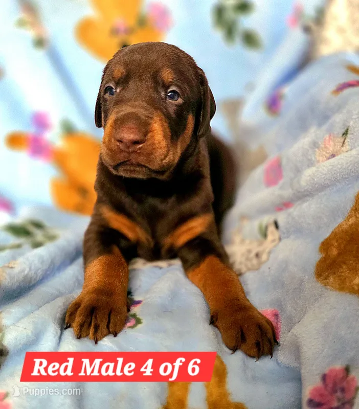 TITO – Doberman Pinscher puppy for sale in Myakka City, FL