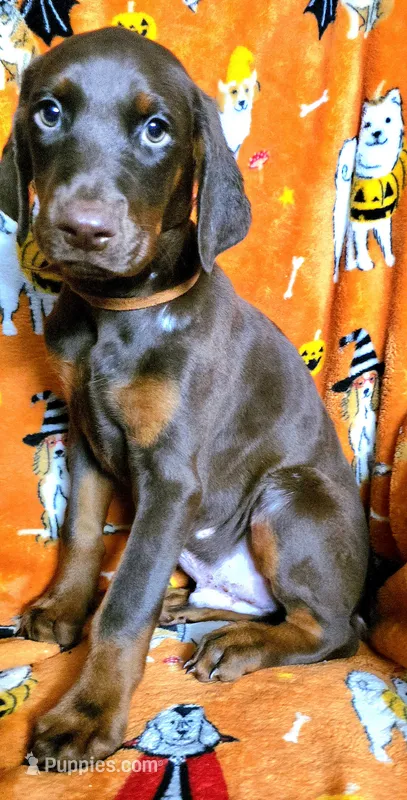 MAX – Doberman Pinscher puppy for sale in Myakka City, FL