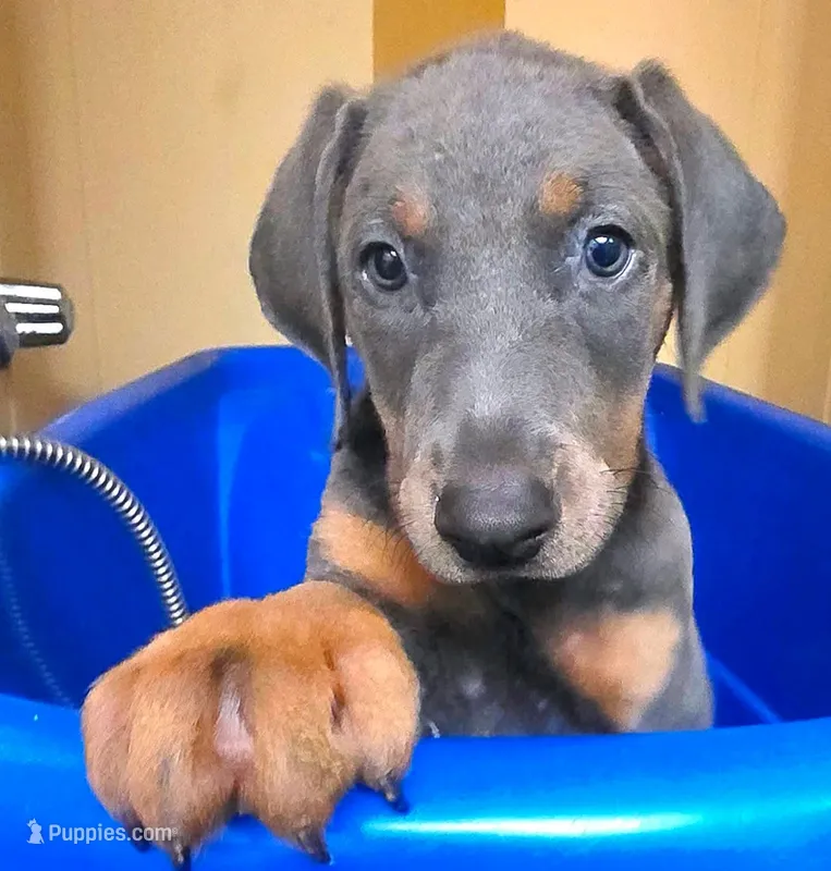 NIMBUS STEEL – Doberman Pinscher puppy for sale in Myakka City, FL