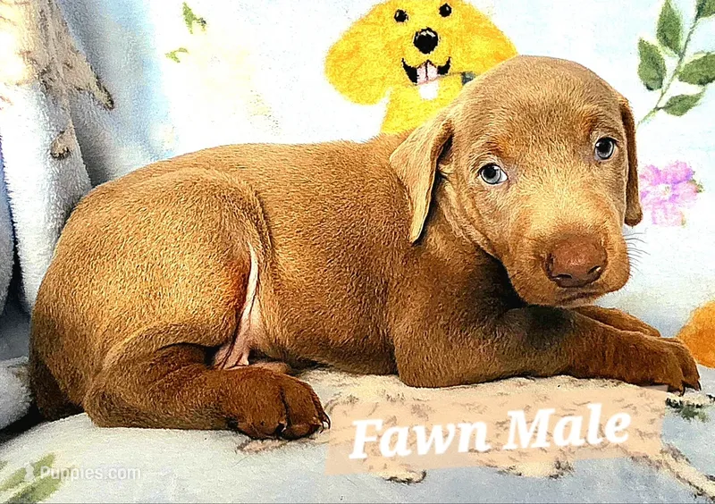 Hades – Doberman Pinscher puppy for sale in Myakka City, FL