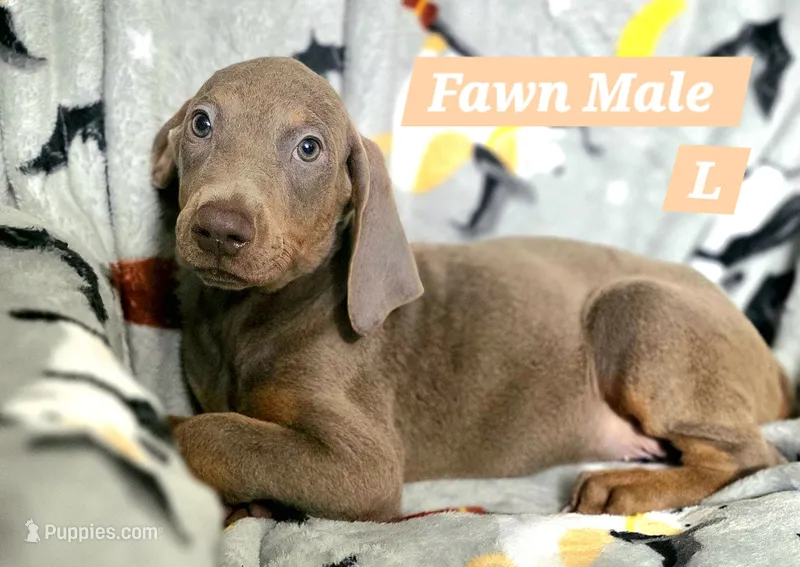 Hades – Doberman Pinscher puppy for sale in Myakka City, FL