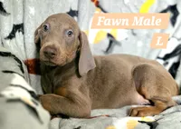 Hades, a male Doberman Pinscher for sale in Myakka City, FL – 1 of 1