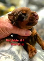 Kobe, a male Doberman Pinscher for sale in Myakka City, FL – 1 of 1