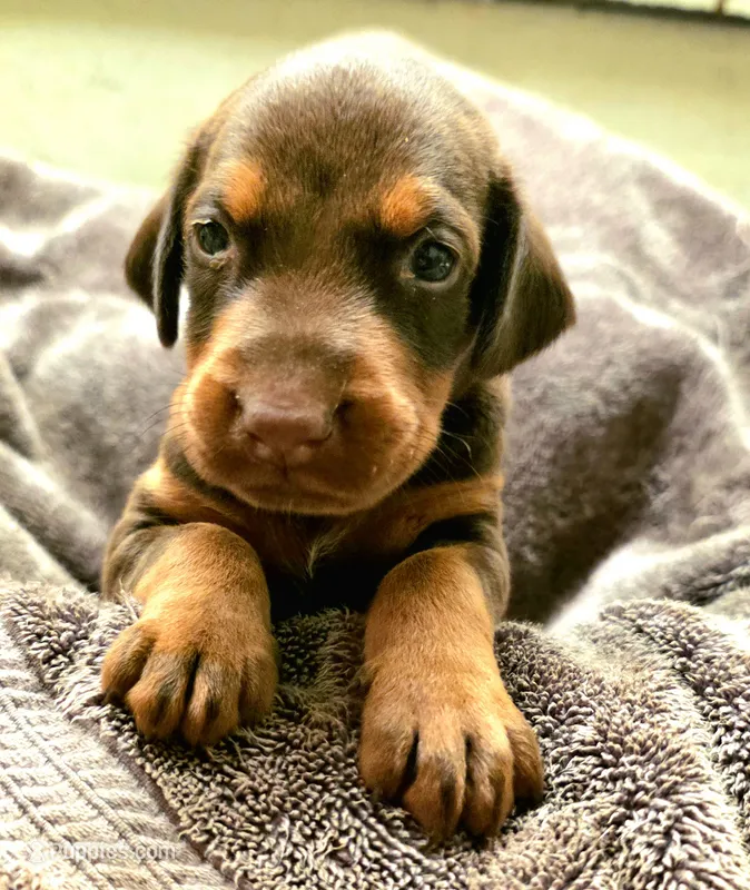 Bane – Doberman Pinscher puppy for sale in Myakka City, FL