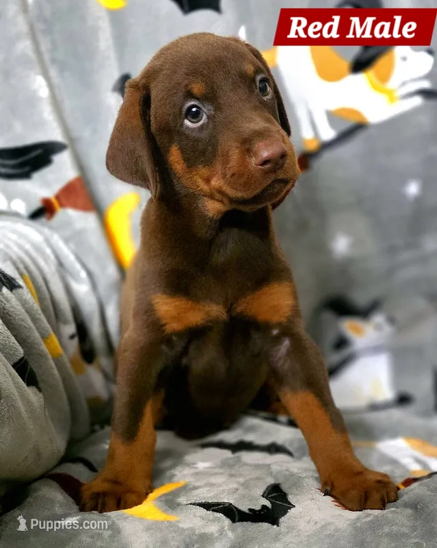 Ario – Doberman Pinscher puppy for sale in Myakka City, FL