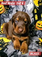 BLAZE, a male Doberman Pinscher for sale in Myakka City, FL – 1 of 1